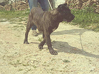 cane corso tigrato